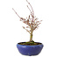 Acer palmatum, 18 cm, ± 12 ans, avec un nebari de 3 cm