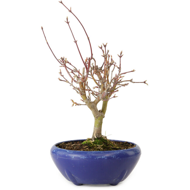 Acer palmatum, 18 cm, ± 12 jaar oud, met een nebari van 3 cm