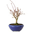 Acer palmatum, 18 cm, ± 12 años, con un nebari de 3 cm