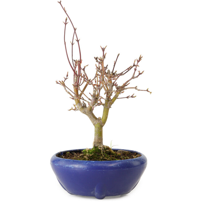 Acer palmatum, 18 cm, ± 12 Jahre alt, mit einem Wurzelhals von 3 cm