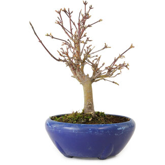 Acer palmatum, 18 cm, ± 12 Jahre alt