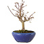 Acer palmatum, 18 cm, ± 12 Jahre alt, mit einem Wurzelhals von 3 cm