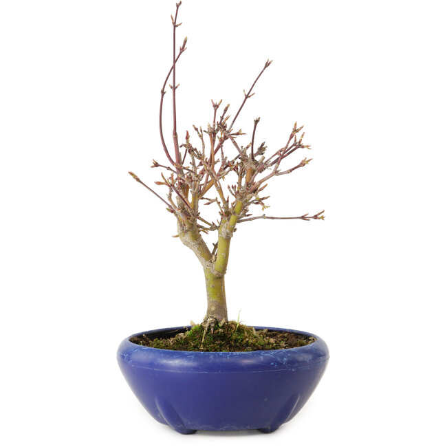Acer palmatum, 18 cm, ± 12 jaar oud, met een nebari van 3 cm