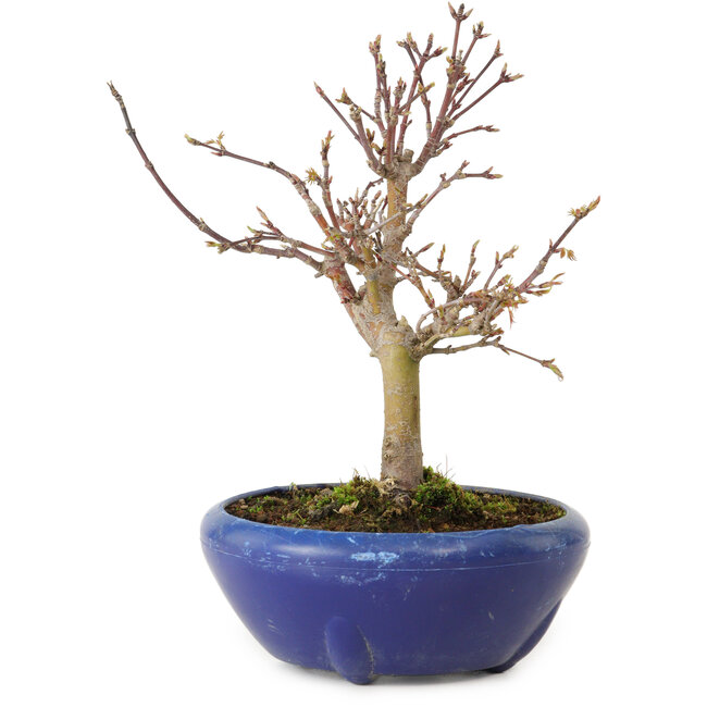 Acer palmatum, 18 cm, ± 12 jaar oud, met een nebari van 3 cm