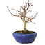 Acer palmatum, 18 cm, ± 12 jaar oud, met een nebari van 3 cm