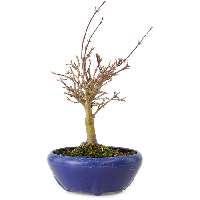 Acer palmatum, 18 cm, ± 12 Jahre alt, mit einem Wurzelhals von 3 cm
