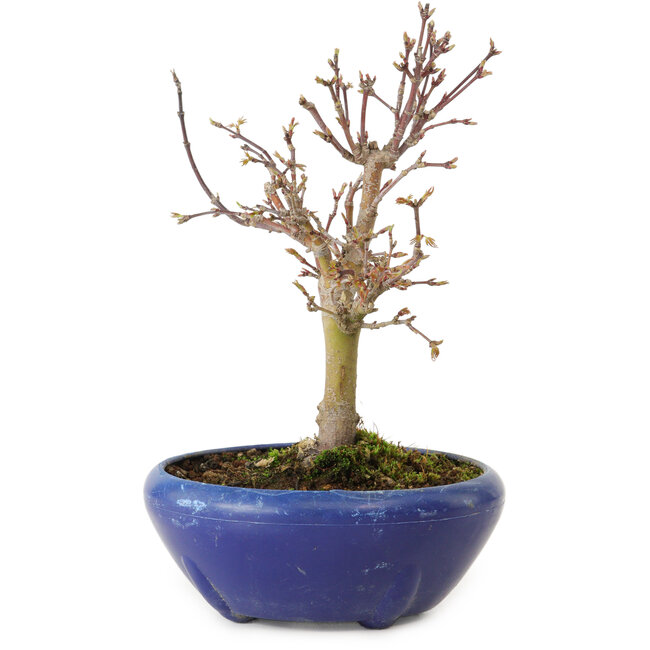 Acer palmatum, 18 cm, ± 12 años, con un nebari de 3 cm