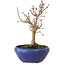 Acer palmatum, 18 cm, ± 12 jaar oud, met een nebari van 3 cm