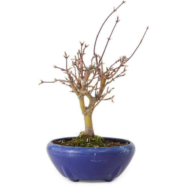 Acer palmatum, 18 cm, ± 12 anni, con nebari di 3 cm