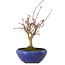 Acer palmatum, 18 cm, ± 12 anni, con nebari di 3 cm