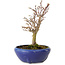 Acer palmatum, 18 cm, ± 12 Jahre alt, mit einem Wurzelhals von 3 cm