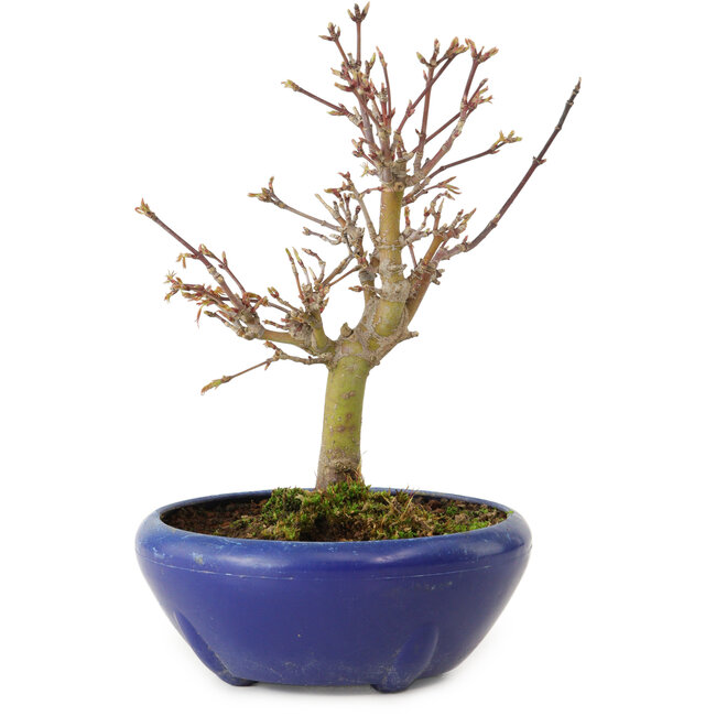 Acer palmatum, 18 cm, ± 12 anni, con nebari di 3 cm