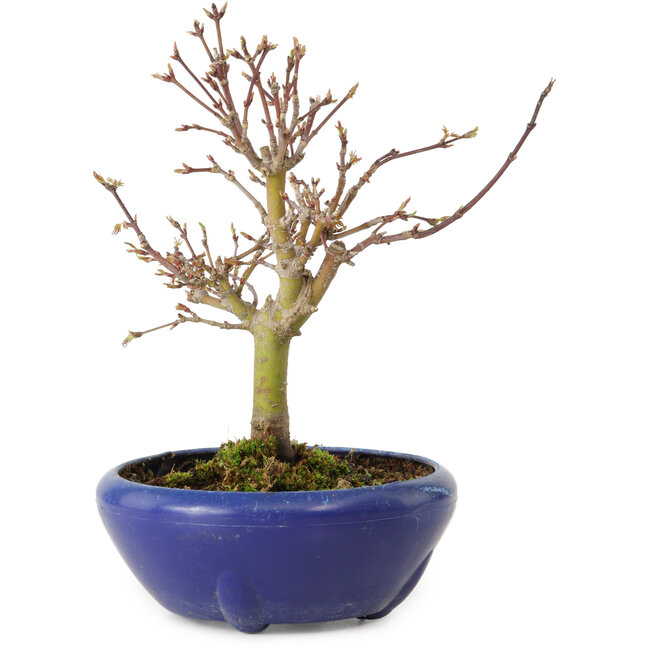 Acer palmatum, 18 cm, ± 12 ans, avec un nebari de 3 cm