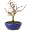 Acer palmatum, 18 cm, ± 12 Jahre alt, mit einem Wurzelhals von 3 cm