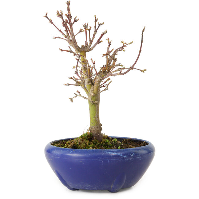 Acer palmatum, 18 cm, ± 12 jaar oud, met een nebari van 3 cm