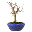 Acer palmatum, 18 cm, ± 12 anni, con nebari di 3 cm