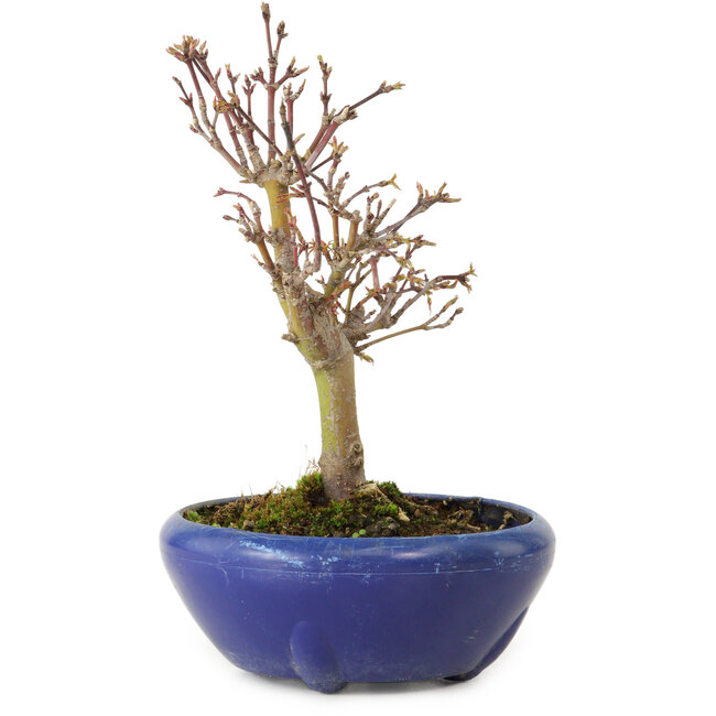 Acer palmatum, 18 cm, ± 12 years old, with a nebari of 3 cm