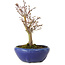 Acer palmatum, 18 cm, ± 12 Jahre alt, mit einem Wurzelhals von 3 cm
