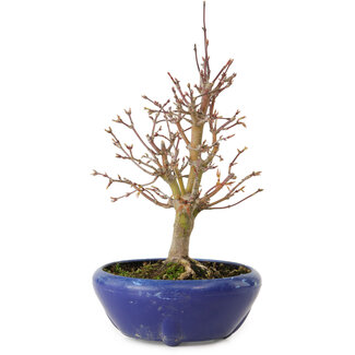 Acer palmatum, 18 cm, ± 12 years old