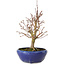 Acer palmatum, 18 cm, ± 12 anni, con nebari di 3 cm