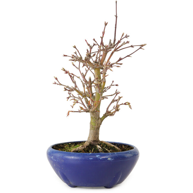 Acer palmatum, 18 cm, ± 12 anni, con nebari di 3 cm