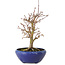 Acer palmatum, 18 cm, ± 12 years old, with a nebari of 3 cm