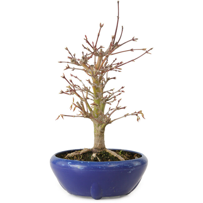 Acer palmatum, 18 cm, ± 12 años, con un nebari de 3 cm