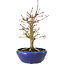 Acer palmatum, 18 cm, ± 12 jaar oud, met een nebari van 3 cm