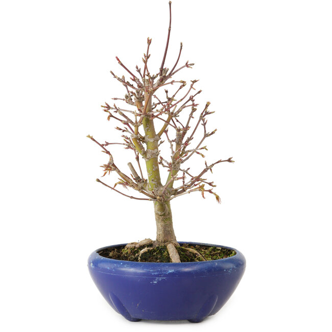 Acer palmatum, 18 cm, ± 12 jaar oud, met een nebari van 3 cm