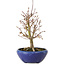 Acer palmatum, 18 cm, ± 12 ans, avec un nebari de 3 cm