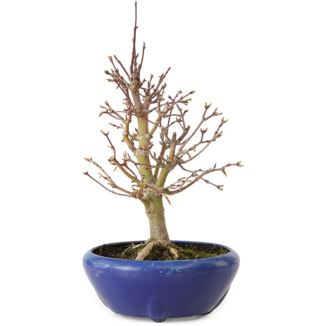 Acer palmatum, 18 cm, ± 12 anni, con nebari di 3 cm