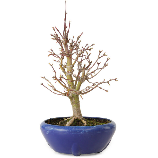 Acer palmatum, 18 cm, ± 12 años, con un nebari de 3 cm