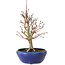 Acer palmatum, 18 cm, ± 12 años, con un nebari de 3 cm