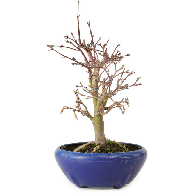 Acer palmatum, 18 cm, ± 12 ans, avec un nebari de 3 cm