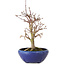 Acer palmatum, 18 cm, ± 12 years old, with a nebari of 3 cm