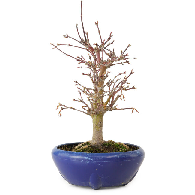 Acer palmatum, 18 cm, ± 12 años, con un nebari de 3 cm