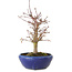 Acer palmatum, 18 cm, ± 12 años, con un nebari de 3 cm
