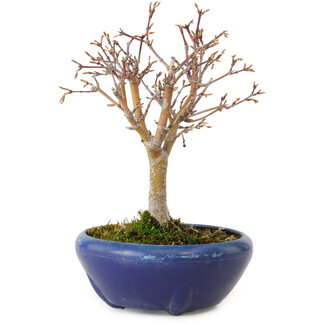 Acero palmato, 18 cm, ± 12 anni
