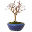 Acer palmatum, 18 cm, ± 12 jaar oud, met een nebari van 3 cm