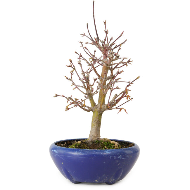 Acer palmatum, 18 cm, ± 12 anni, con nebari di 3 cm