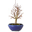 Acer palmatum, 18 cm, ± 12 jaar oud, met een nebari van 3 cm
