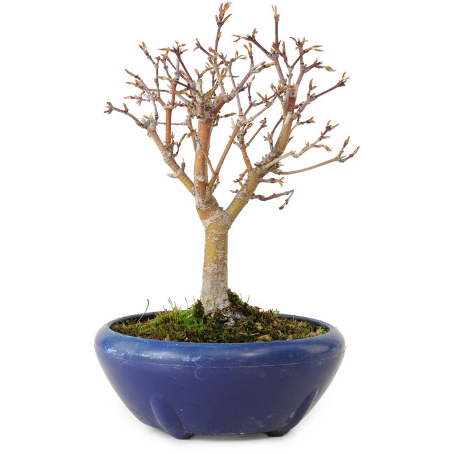Acer palmatum, 18 cm, ± 12 ans, avec un nebari de 3 cm
