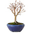 Acer palmatum, 18 cm, ± 12 anni, con nebari di 3 cm