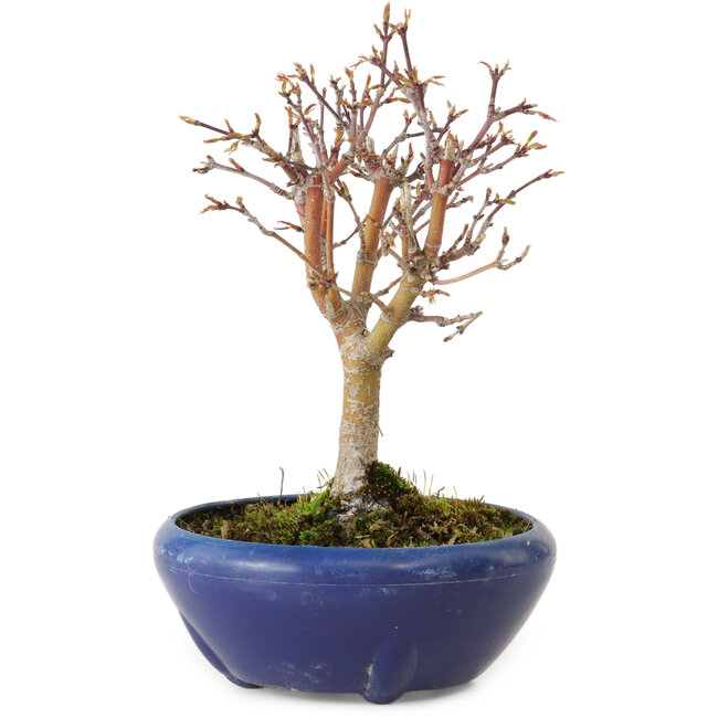 Acer palmatum, 18 cm, ± 12 años, con un nebari de 3 cm