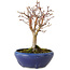 Acer palmatum, 18 cm, ± 12 anni, con nebari di 3 cm