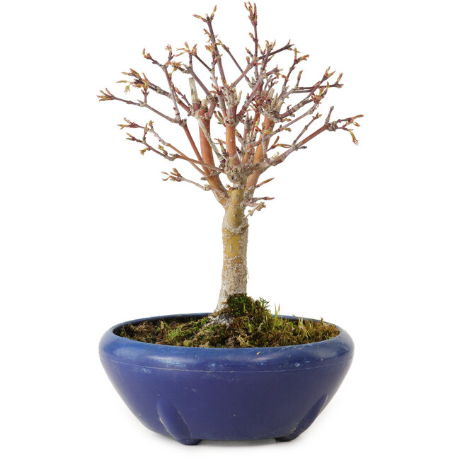 Acer palmatum, 18 cm, ± 12 años, con un nebari de 3 cm