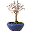 Acer palmatum, 18 cm, ± 12 Jahre alt, mit einem Wurzelhals von 3 cm