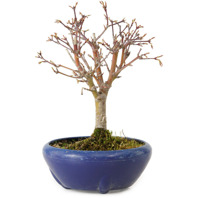 Acer palmatum, 18 cm, ± 12 jaar oud, met een nebari van 3 cm