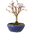 Acer palmatum, 18 cm, ± 12 Jahre alt, mit einem Wurzelhals von 3 cm