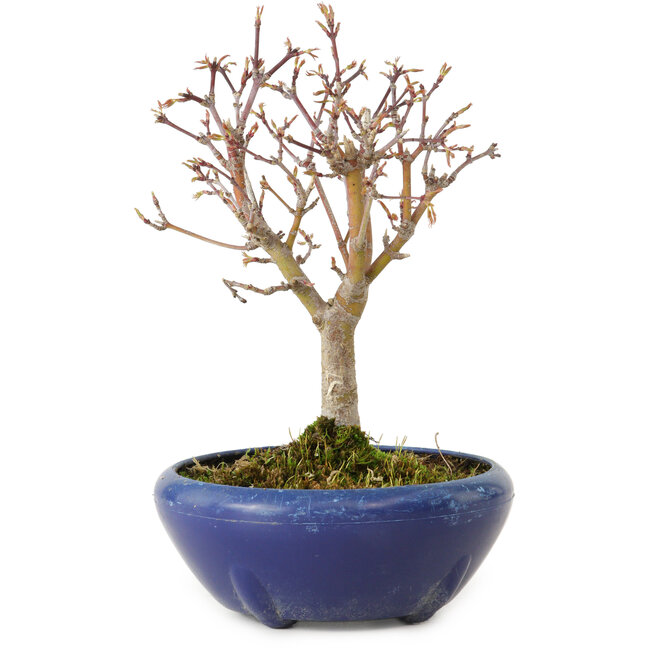 Acer palmatum, 18 cm, ± 12 years old, with a nebari of 3 cm